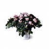 Azalea